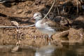 Common Redshank Tringa totanus ssp.