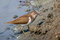 Common Sandpiper Actitis hypoleucos