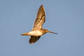 Common Snipe Gallinago gallinago