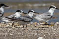 Common Tern Sterna hirundo longipennis