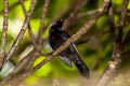 Copper-throated Sunbird Leptocoma calcostetha