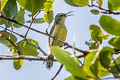 Copper-throated Sunbird Leptocoma calcostetha