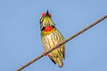 Coppersmith Barbet Psilopogon haemacephala indicus