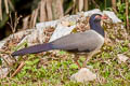 Coral-billed Ground Cuckoo Carpococcyx renauldi