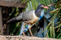 Coral-billed Ground Cuckoo Carpococcyx renauldi