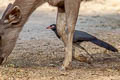 Coral-billed Ground Cuckoo Carpococcyx renauldi