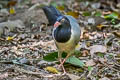 Coral-billed Ground Cuckoo Carpococcyx renauldi