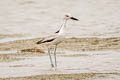 Crab-plover Dromas ardeola