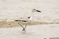 Crab-plover Dromas ardeola