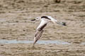 Crab-plover Dromas ardeola