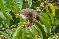 Cream-vented Bulbul Pycnonotus simplex simplex