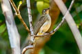 Cream-vented Bulbul Pycnonotus simplex simplex