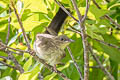 Cream-vented Bulbul Pycnonotus simplex simplex