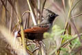 Crested Bunting Emberiza lathami