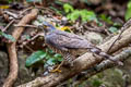 Crested Goshawk Accipiter trivirgatus indicus