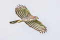 Crested Goshawk Accipiter trivirgatus indicus