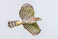 Crested Goshawk Accipiter trivirgatus indicus