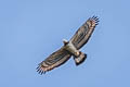 Crested Honey Buzzard Pernis ptilorhynchus torquatus