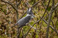 Crested Kingfisher Megaceryle lugubris guttulata 