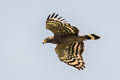 Crested Serpent Eagle Spilornis cheela ssp.