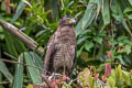 Crested Serpent Eagle Spilornis cheela burmanicus