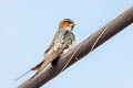 Crested Treeswift Hemiprocne coronata