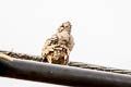 Crested Treeswift Hemiprocne coronata