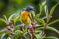 Crimson-breasted Flowerpecker Prionochilus percussus