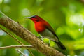 Crimson Sunbird Aethopyga siparaja cara