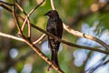 Crow-billed Drongo Dicrurus annectens