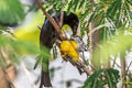 Crow-billed Drongo Dicrurus annectens