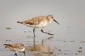 Curlew Sandpiper Calidris ferruginea