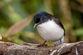 Dark-backed Sibia Heterophasia melanoleuca radcliffei