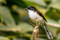 Dark-backed Sibia Heterophasia melanoleuca radcliffei