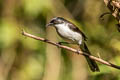 Dark-backed Sibia Heterophasia melanoleuca radcliffei