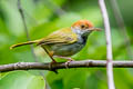 Dark-necked Tailorbird Orthotomus atrogularis atrogularis