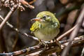 Dark-necked Tailorbird Orthotomus atrogularis atrogularis