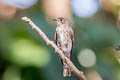 Dark-sided Flycatcher Muscicapa sibrica sibrica