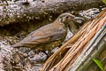 Dark-sided Thrush Zoothera marginata