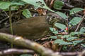 Dark-sided Thrush Zoothera marginata