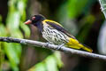 Dark-throated Oriole Oriolus xanthonotus xanthonotus 