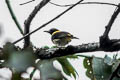 Dark-throated Oriole Oriolus xanthonotus xanthonotus 