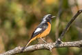 Daurian Redstart Phoenicurus auroreus leucopterus