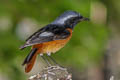 Daurian Redstart Phoenicurus auroreus leucopterus