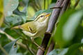 Davison's Leaf Warbler Phylloscopus intensior muleyitensis