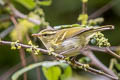 Davison's Leaf Warbler Phylloscopus intensior muleyitensis