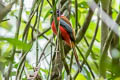 Diard's Trogon Harpactes diardii sumatranus