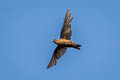 Dusky Crag Martin Ptyonoprogne concolor sintaungensis