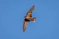 Dusky Crag Martin Ptyonoprogne concolor sintaungensis