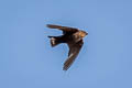 Dusky Crag Martin Ptyonoprogne concolor sintaungensis